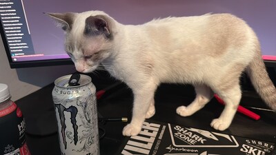 Heb jij Prince of Toby gezien? Deze twee huisdieren worden in Doetinchem vermist