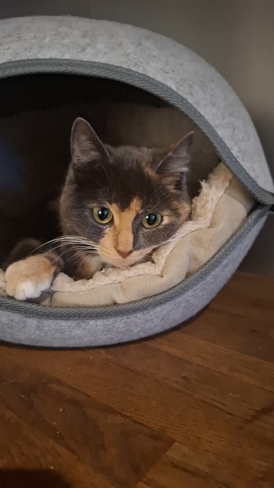 Heb jij Muis gezien? Dit huisdier wordt in Kampen vermist