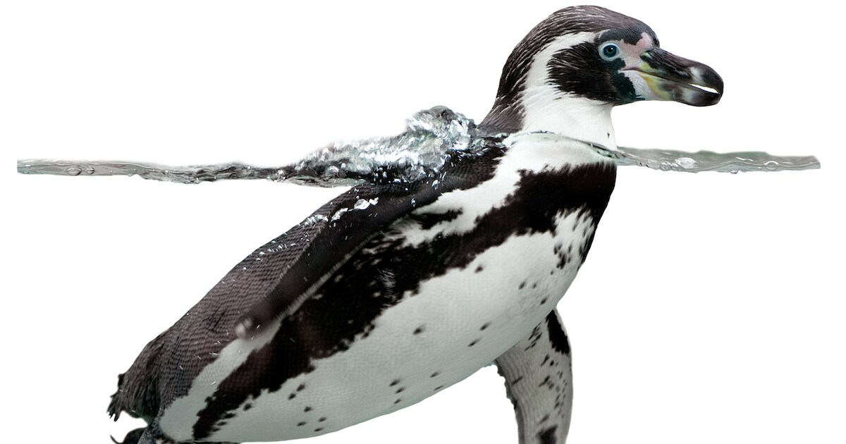 Verdwenen baby-pinguïn dood teruggevonden | Nieuws | AD.nl