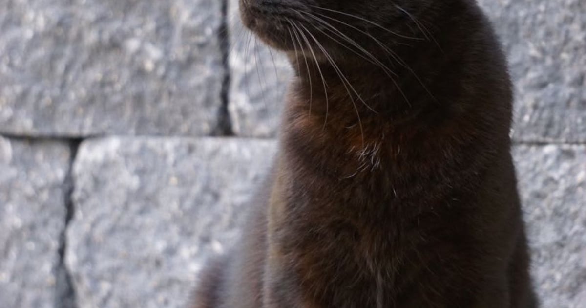 Heb jij Ivy of Pim gezien? Deze twee huisdieren worden in Zundert vermist