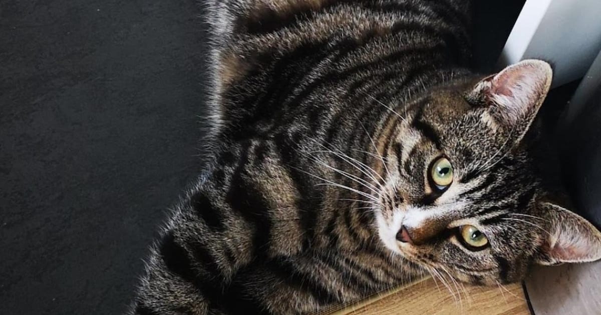 Heb jij Joop gezien? Dit huisdier wordt in Waddinxveen vermist