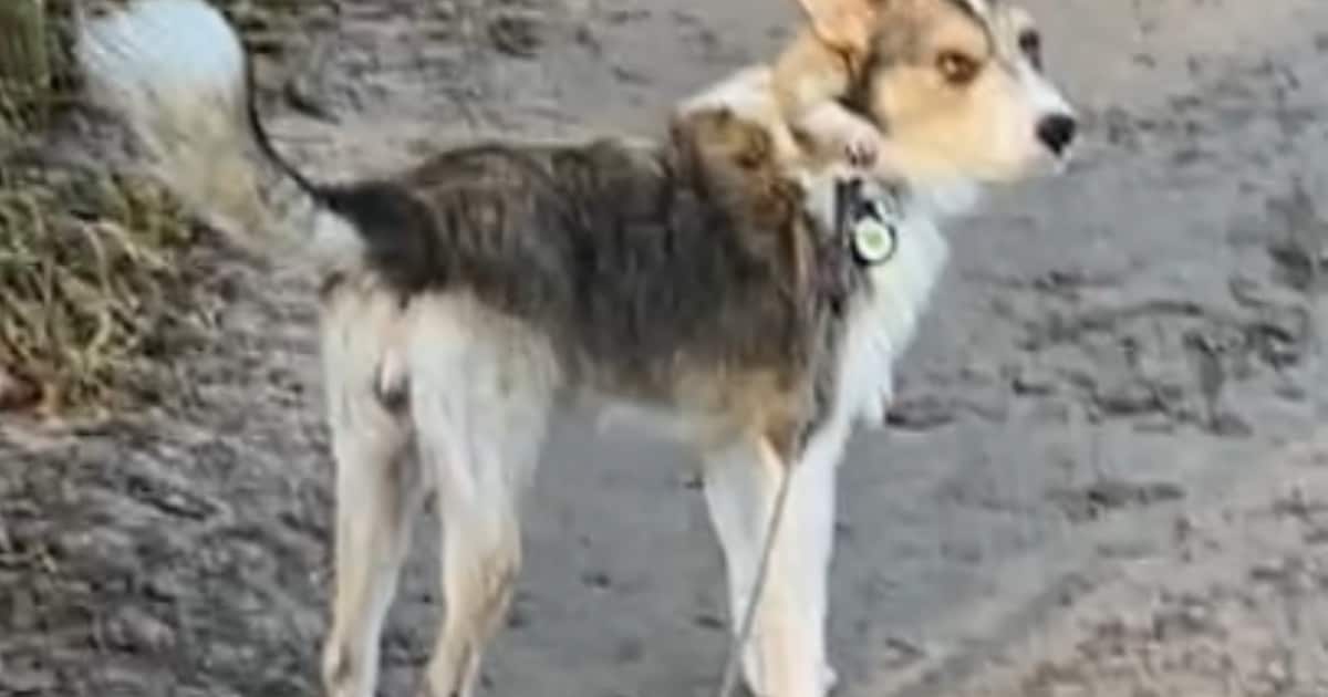 Heb jij Shelley gezien? Dit huisdier wordt in Staphorst vermist