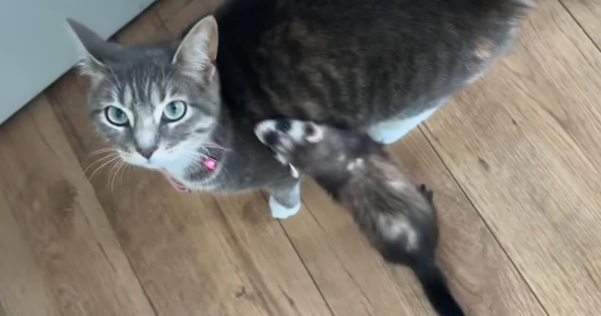 Heb jij Binky of Stitch gezien? Deze twee huisdieren worden in Leiderdorp vermist