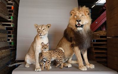 Brabantse handelaar (24) betrapt met groot aantal opgezette dieren: waarde van enkele tonnen