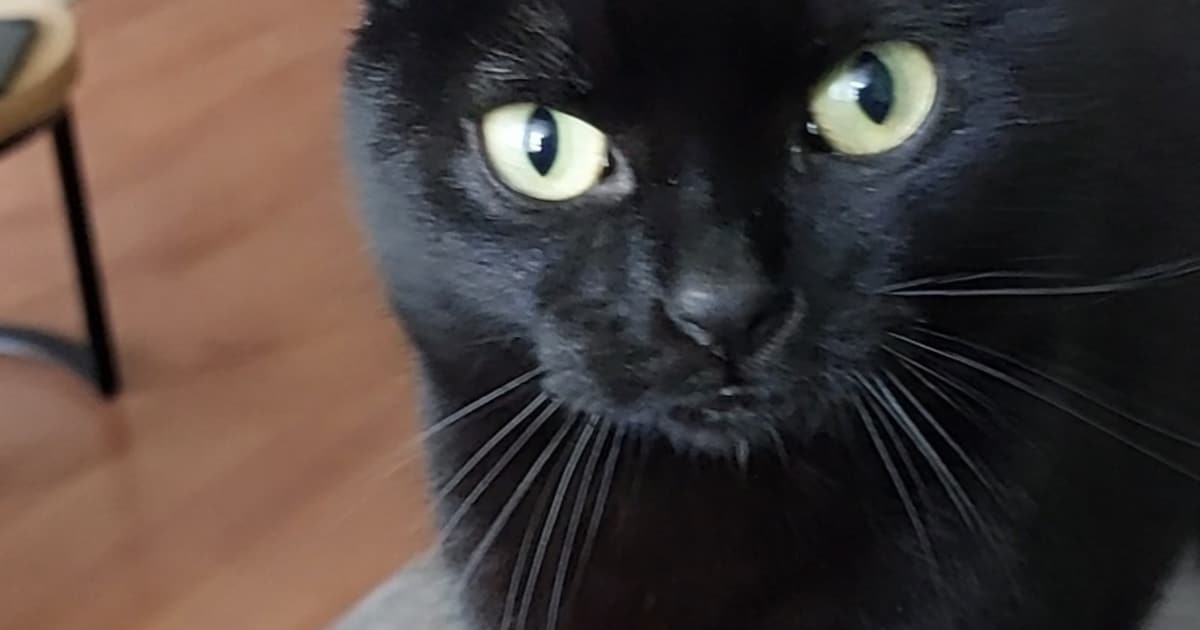 Heb jij Nemesis gezien? Dit huisdier wordt in Wijchen vermist