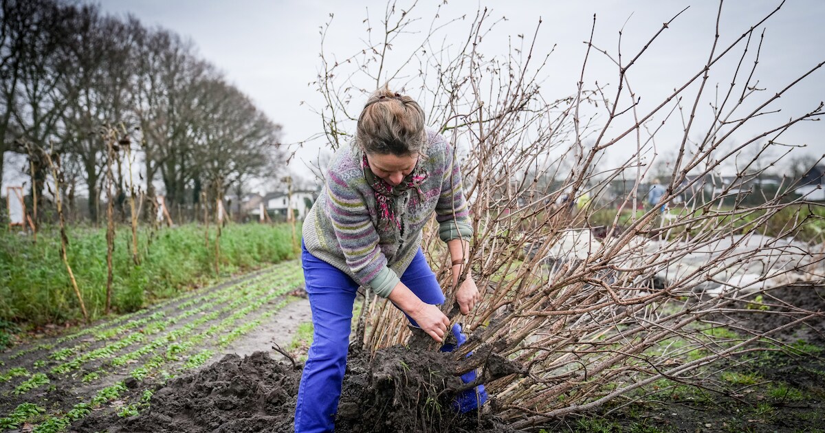 Kans op doorstart voor zelfoogsttuin Wortels in Breda