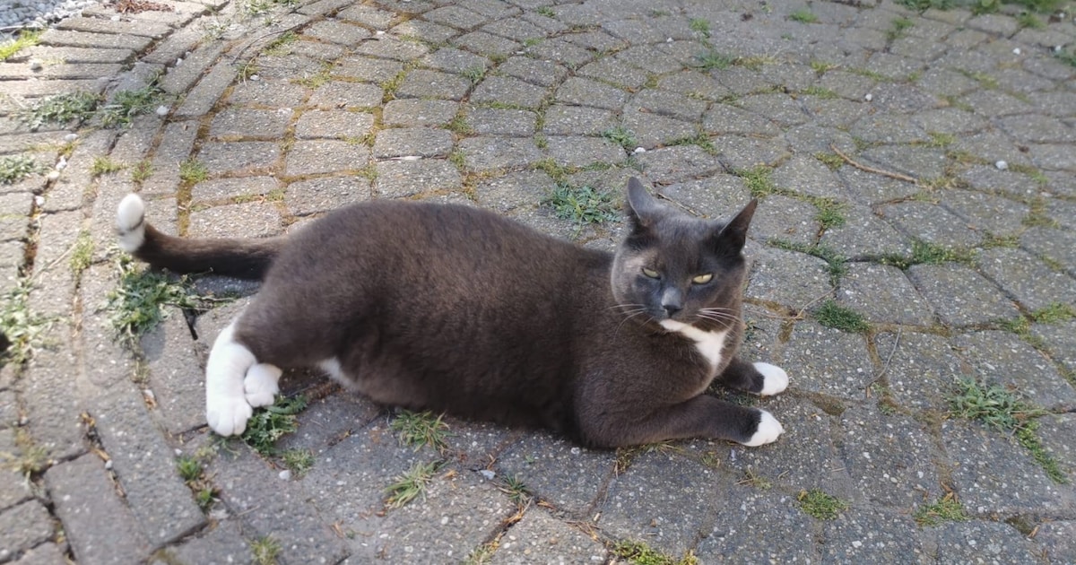 Heb jij Sweety, Ginger of Harley gezien? Deze vijf huisdieren worden in Purmerend vermist