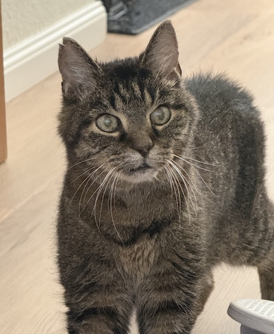 Heb jij Mushu of Tijger gezien? Deze twee huisdieren worden in Oss vermist