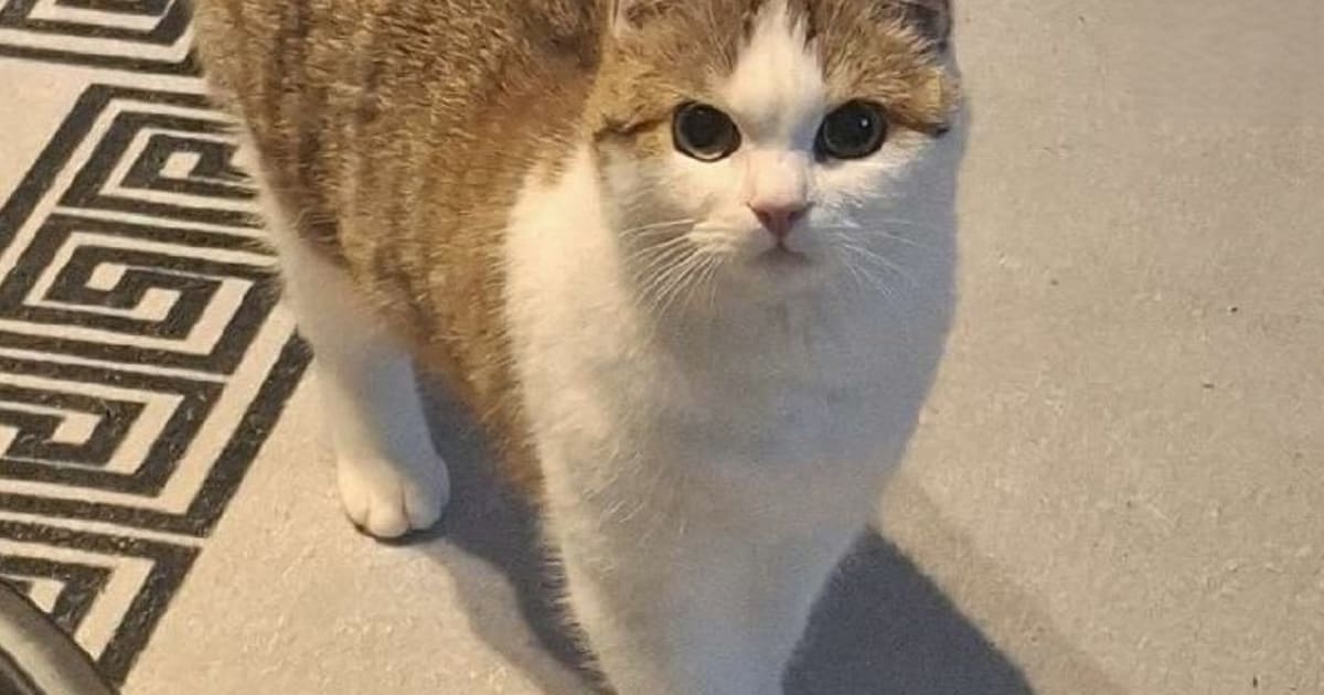 Heb jij Blue, Sem of Boemba gezien? Deze 10 huisdieren worden in Breda vermist