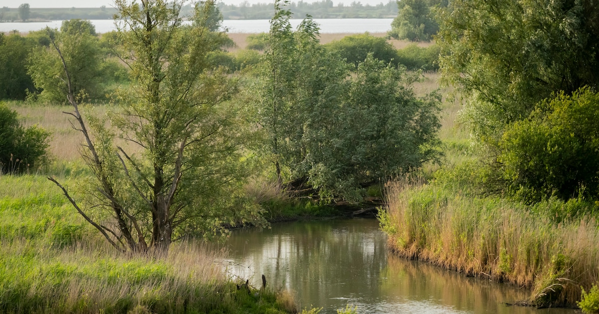 Voortgang natuurproject Oostvaardersoevers: inloopavond in het provinciehuis in Lelystad