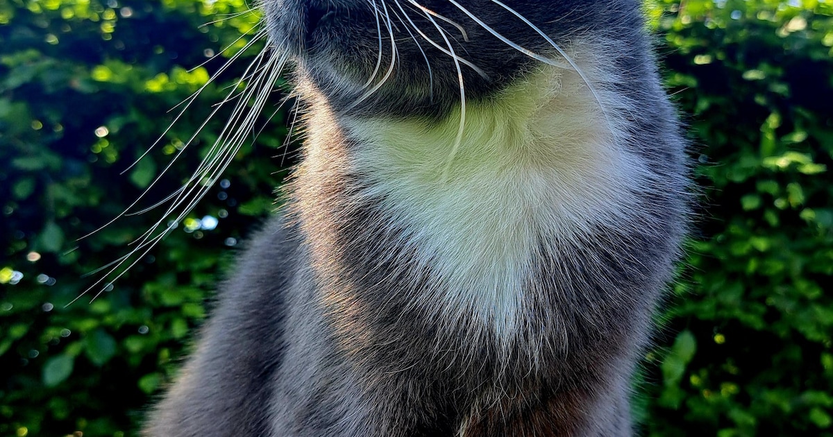 Heb jij Yinthe, Biru of Zoë gezien? Deze vier huisdieren worden in Noordenveld vermist