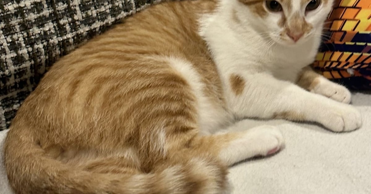 Heb jij Doerak gezien? Dit huisdier wordt in Heerenveen vermist