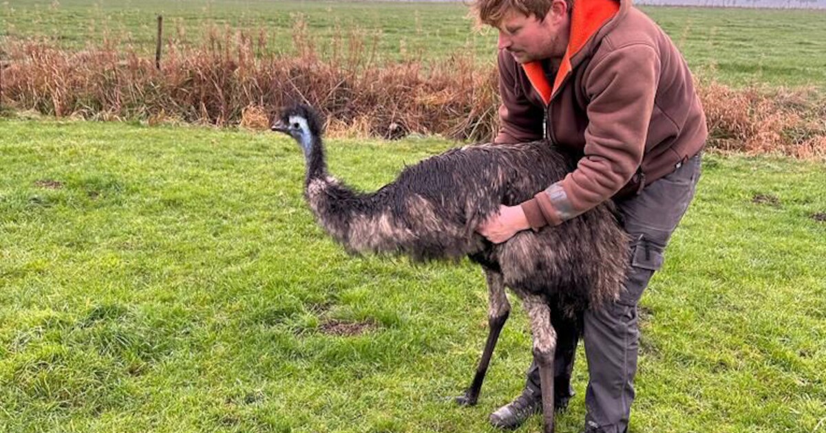 Emoe is politie al dagen te slim af, maar Victor krijgt hem wél te pakken: ‘Stelt eigenlijk niet zov
