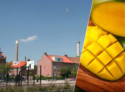 Fruit tegen de ramen, en gebonk tegen de deuren: Schepenbuurt in Utrecht is overlast helemaal zat: ‘