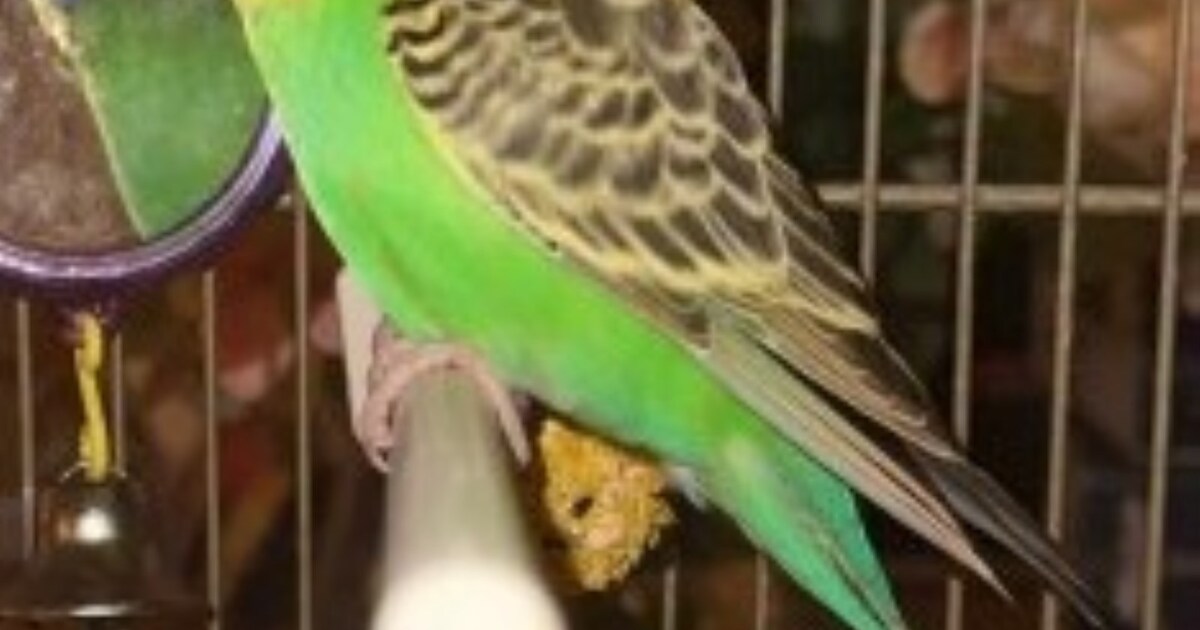 Heb jij Coco gezien? Dit huisdier wordt in Bodegraven-Reeuwijk vermist