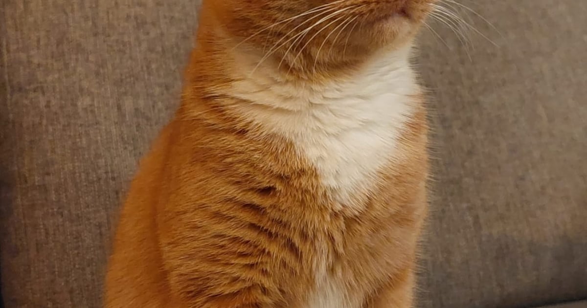 Heb jij Shiba gezien? Dit huisdier wordt in Wierden vermist