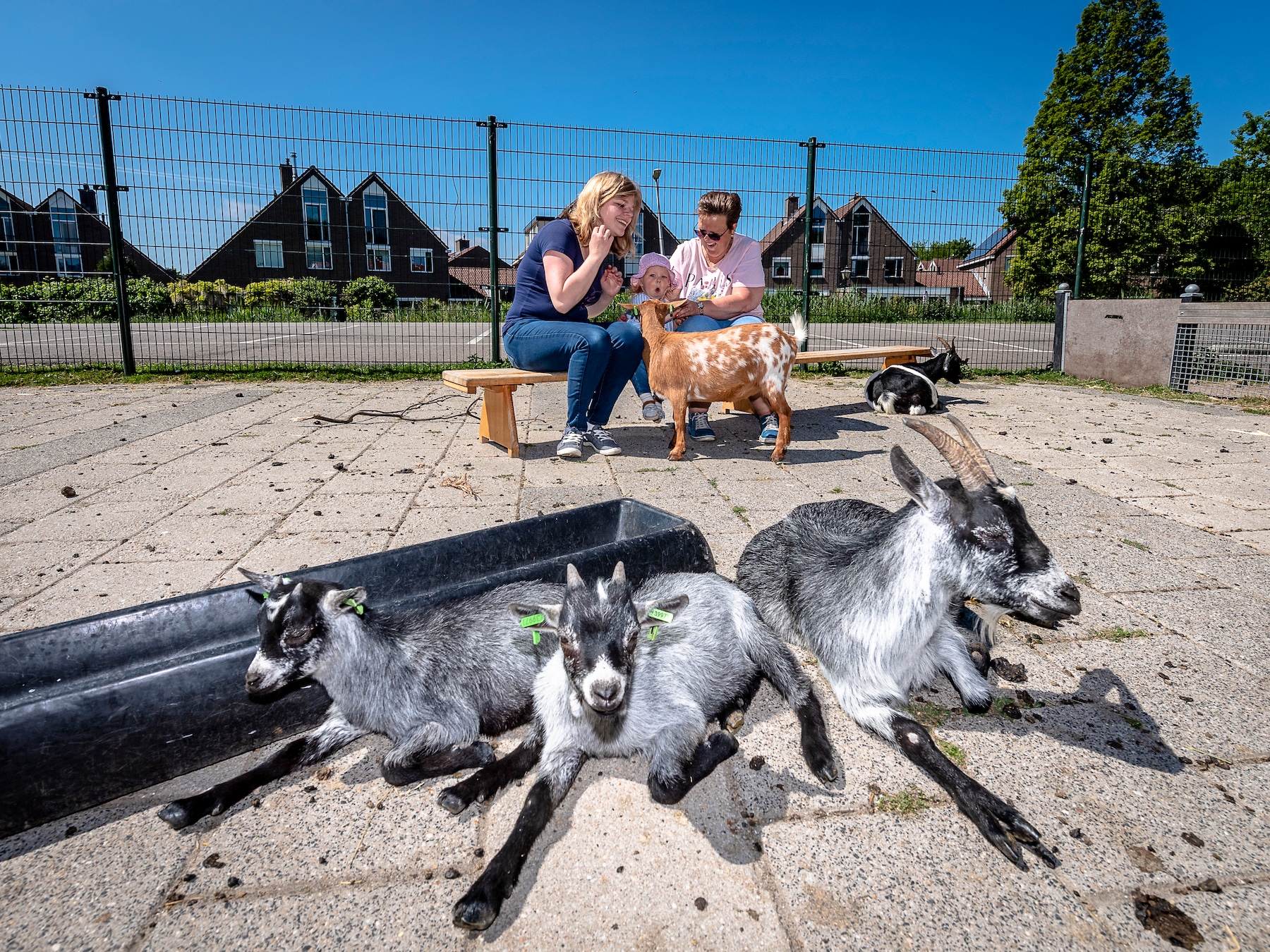 Meer snoeiwerk en 476 extra huizen, maar kinderboerderij Hellevoet moet bloeden