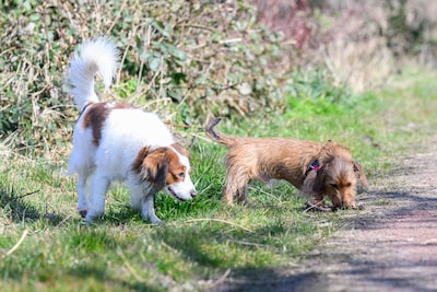 Honden in Barendrecht hebben niet te klagen over bewegingsruimte: veel plekken om uitgelaten te worden