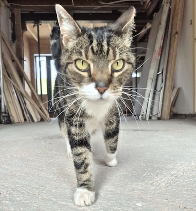 Heb jij April, Tommie of Bink gezien? Deze vier huisdieren worden in Bergen op Zoom vermist
