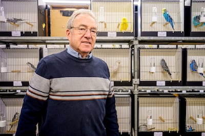 Bijna vijfhonderd vogels strijden om de prijs voor de mooiste vogel van de regio waar een veertje he
