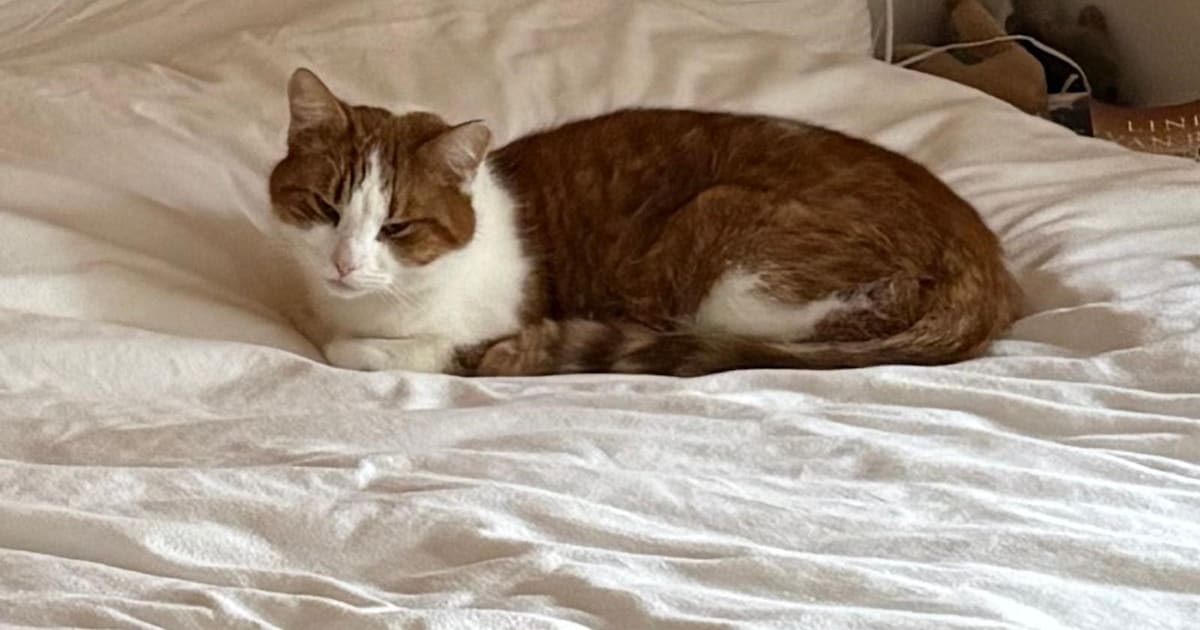 Heb jij Jippie gezien? Dit huisdier wordt in Veere vermist