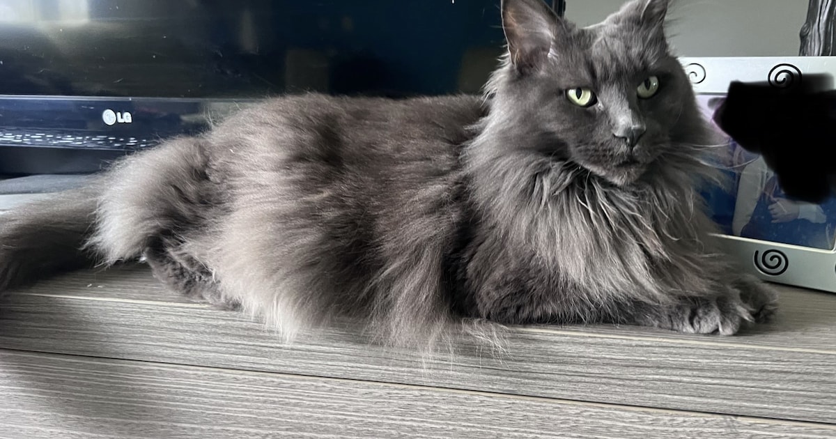 Heb jij Blue gezien? Dit huisdier wordt in Roermond vermist