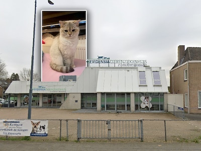 Baasje woedend nadat ernstig gewonde poes ingeslapen is zonder dat zij daar iets vanaf wist: ‘Ik moe