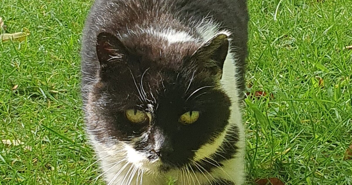 Heb jij Monti, Bibi of Jana gezien? Deze drie huisdieren worden in Oegstgeest vermist