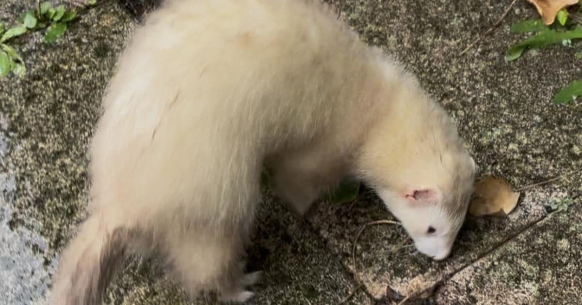 Heb jij Oscar, Sok of Tommy gezien? Deze vier huisdieren worden in Dordrecht vermist