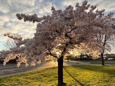 Almelo staat weer in bloei: jullie fraaiste bloesemfoto’s