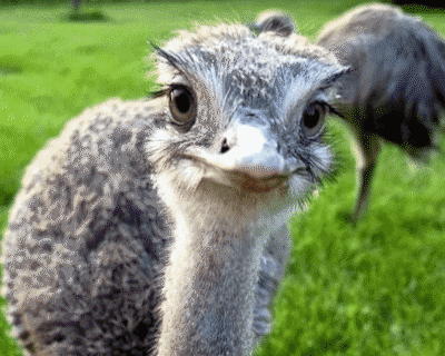 Deze dieren strijden om een plek in de finale van de Dierendagverkiezing