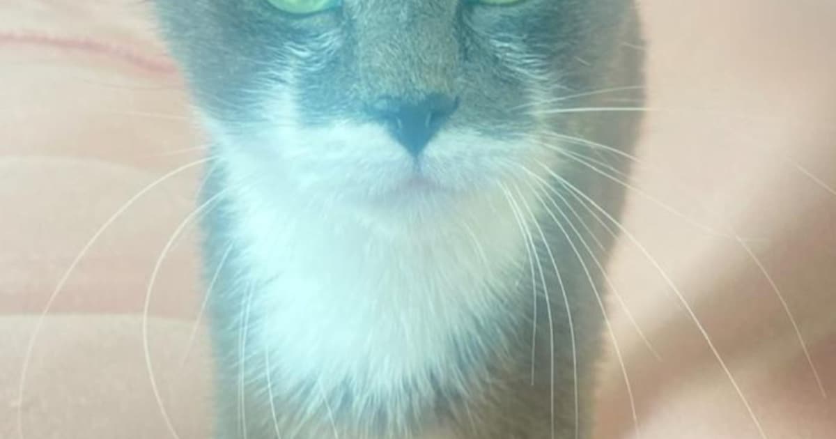 Heb jij Mimi of Fluffy gezien? Deze twee huisdieren worden in Delft vermist