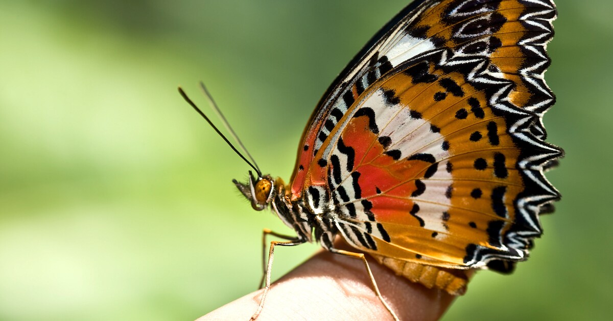 Museum De Roos toont felblauwe vlinders en gouden kevers in nieuwe insectententoonstelling