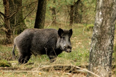 Wild zwijn mag er voortaan zijn in Brabant, maar is zijn leven lang niet overal zeker