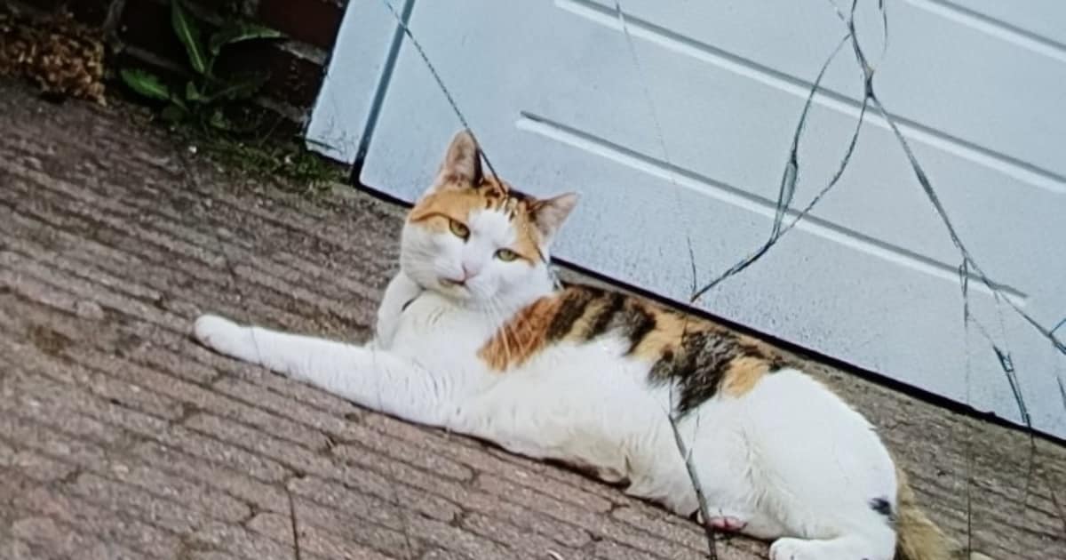 Heb jij Mickey gezien? Dit huisdier wordt in Echt-Susteren vermist