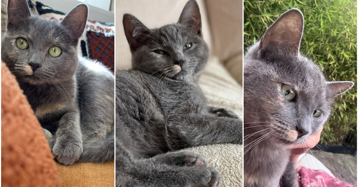 Heb jij Cosmo, Otje of Siep gezien? Deze drie huisdieren worden in Goes vermist