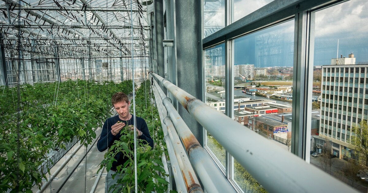 Rob Baan moet stadkas redden | Regio | AD.nl
