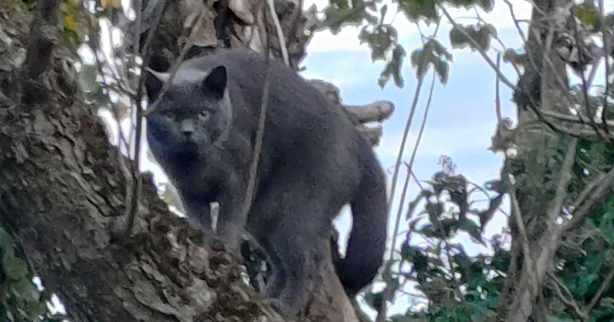 Heb jij Bono gezien? Dit huisdier wordt in Roosendaal vermist