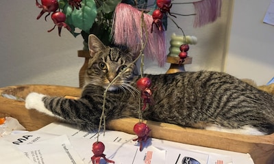 Heb jij James, Ollie of Elmo gezien? Deze drie huisdieren worden in Vught vermist