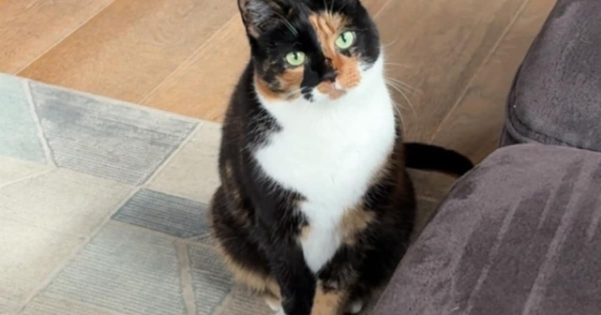 Heb jij Coco of Rossi gezien? Deze twee huisdieren worden in Barneveld vermist