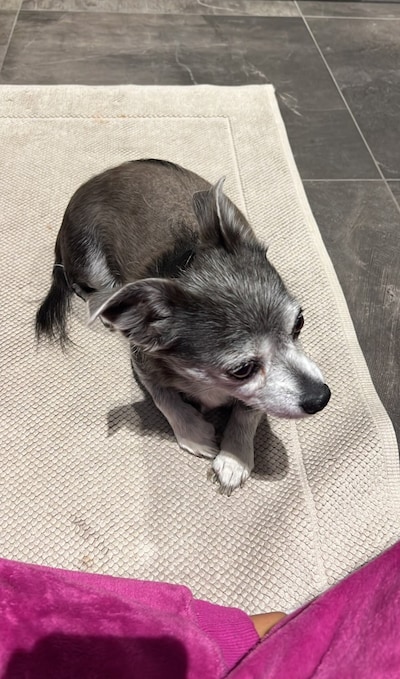 Heb jij Kleintje of Johan gezien? Deze twee huisdieren worden in Helmond vermist