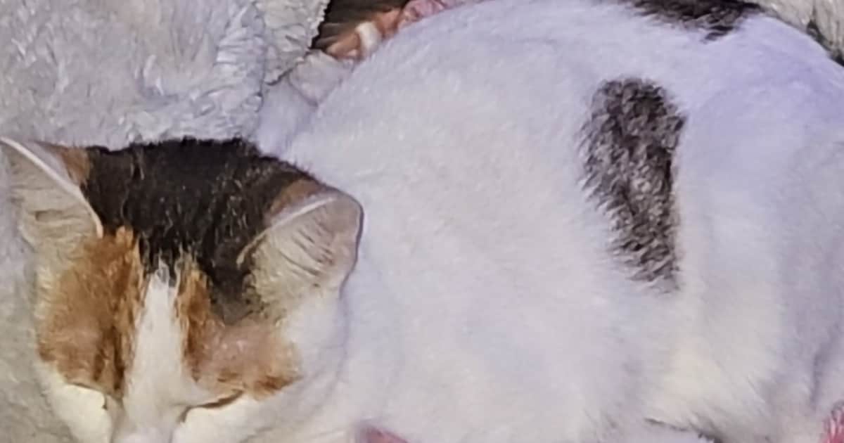 Heb jij Bell gezien? Dit huisdier wordt in IJsselstein vermist