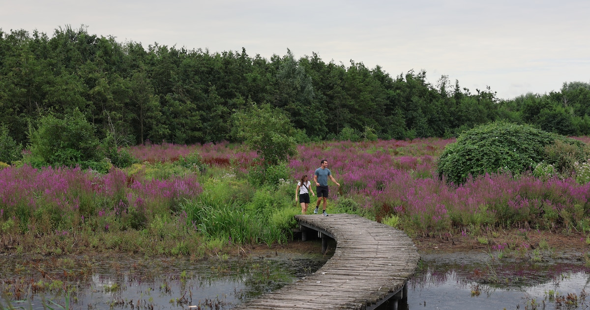 Herfstwandeling voert door Broekpolder in Vlaardingen