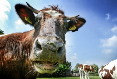 Are new nitrogen rules truly unfeasible? Desperate farmers fear ‘battlefield’