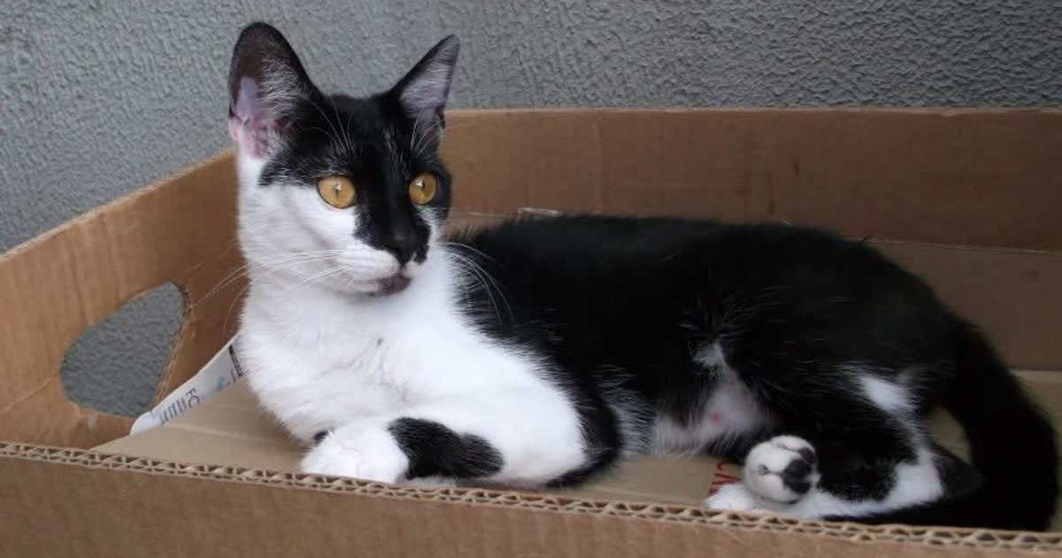 Heb jij Misty gezien? Dit huisdier wordt in Peel en Maas vermist