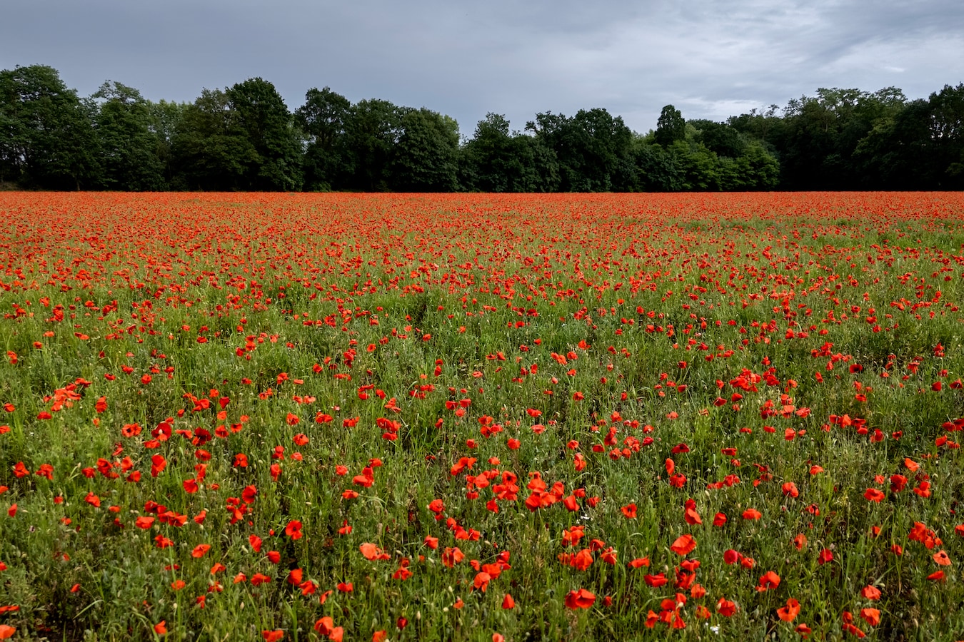 voor-de-insecten-en-zeker-de-bijen-is-het-veld-klaprozen-een-welkom-cadeau