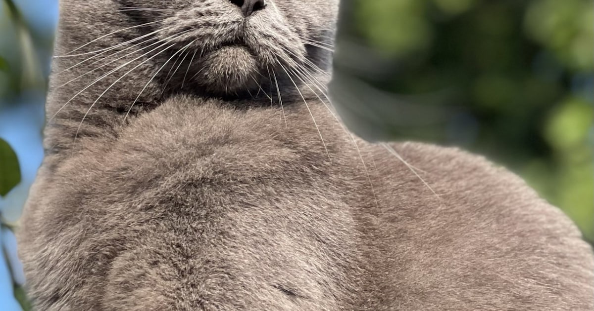 Heb jij Luna gezien? Dit huisdier wordt in Bergen (NH) vermist