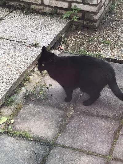 Heb jij Nooki of Umpie gezien? Deze twee huisdieren worden in Woerden vermist