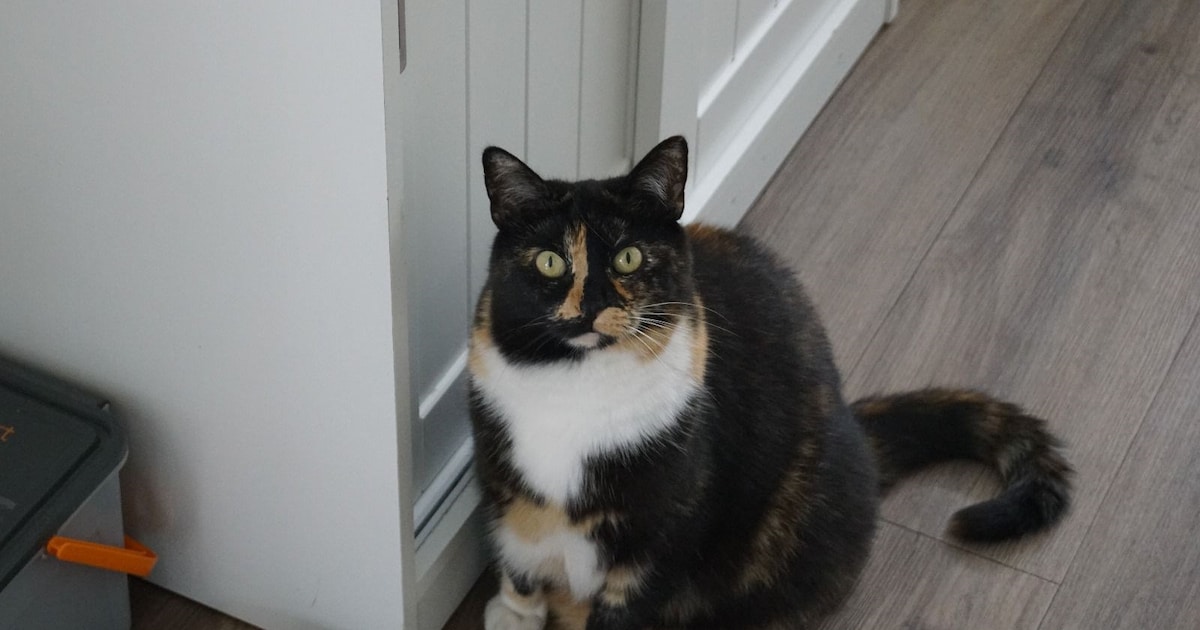 Heb jij Teddy gezien? Dit huisdier wordt in Bodegraven-Reeuwijk vermist