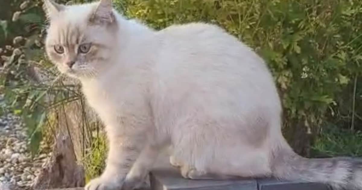Heb jij Bijlow of Mickey gezien? Deze twee huisdieren worden in Noordenveld vermist